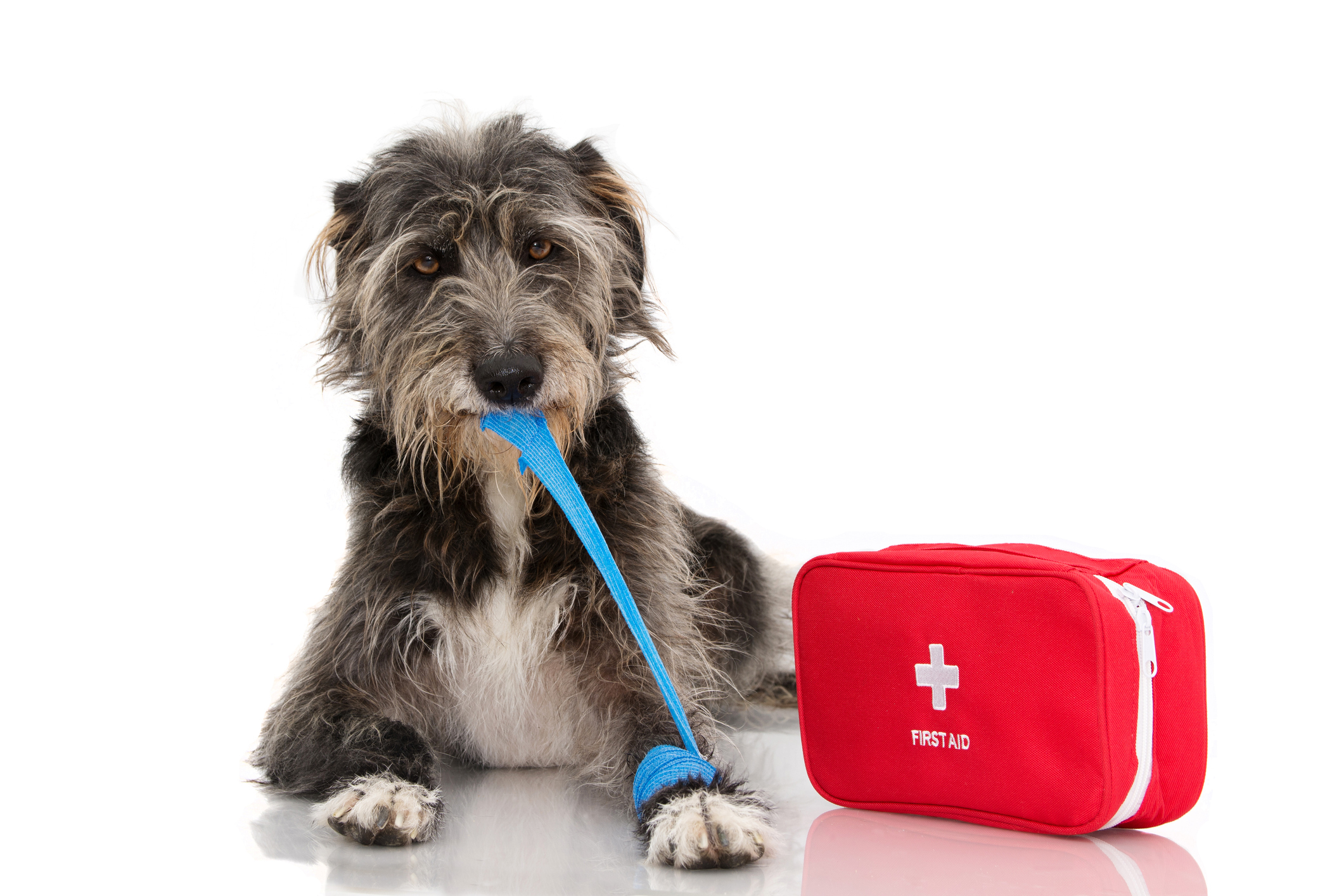 Hund mit Erste-Hilfe-Set