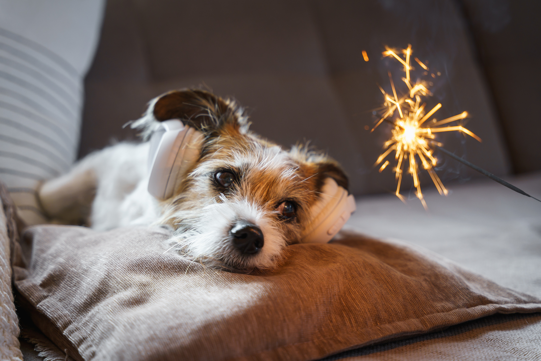 Hund an Silvester mit Wunderkerze